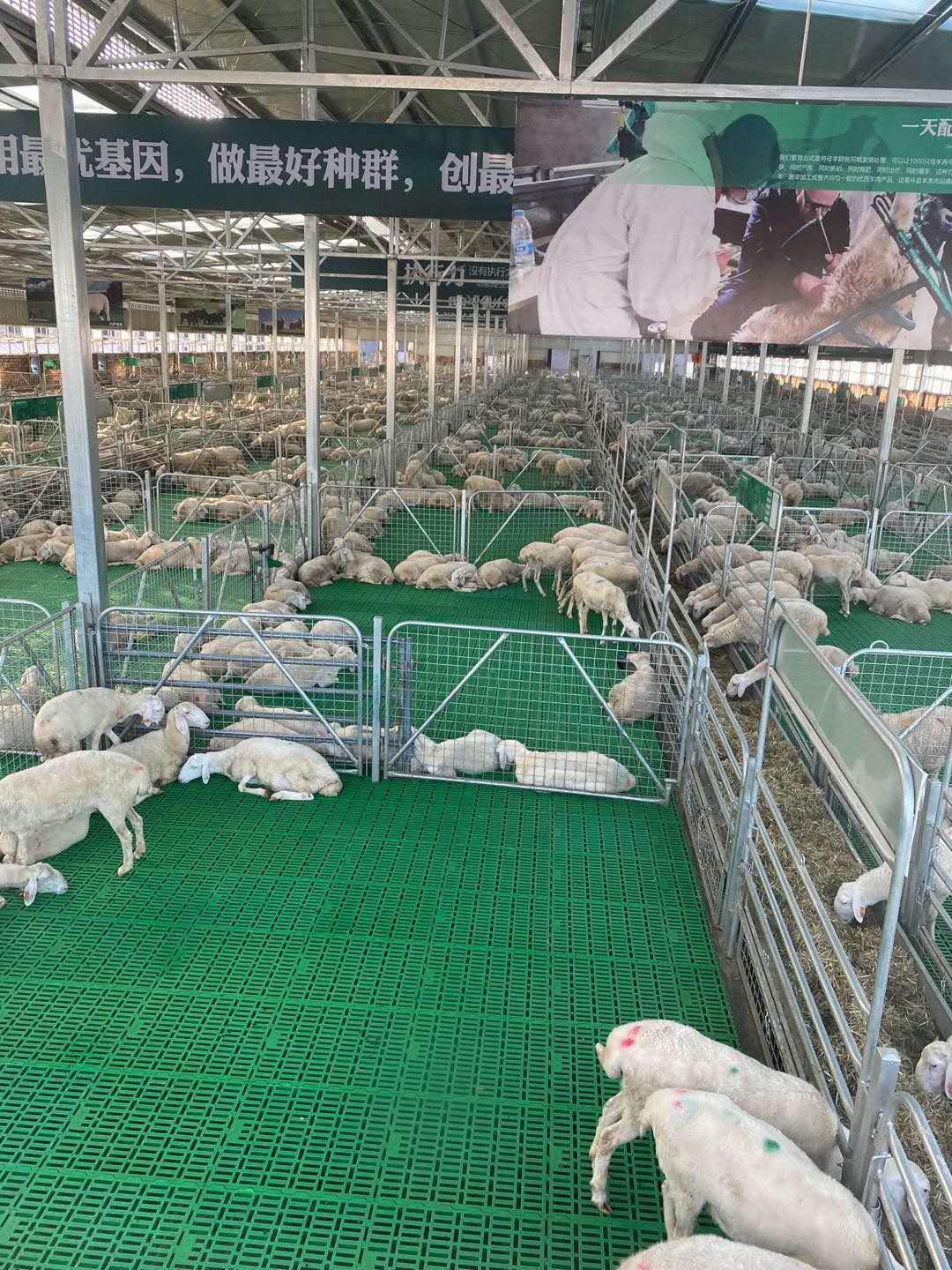 Plastic slat floor for goats